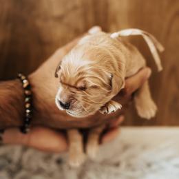 Girl 2 - female Golden Retriever puppy in Stockton, California from Golden Weenie Club