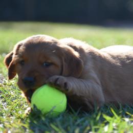 Golden Retriever Puppies from Earley Goldens