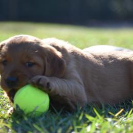 Golden Retriever Puppies from Earley Goldens