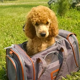 Poodles from Colorado Red Royal Standard Poodles
