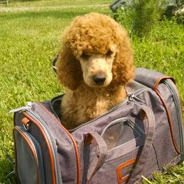 Poodles from Colorado Red Royal Standard Poodles