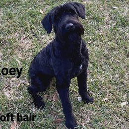 Zoey - Giant Schnauzer