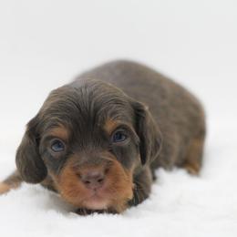 Male 3 - Chocolate and tan male Dachshund puppy in Childress, Texas from Taylor Farms
