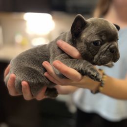 French Bulldog Puppies from Nicole's French Bulldogs
