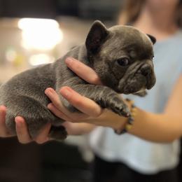 French Bulldog Puppies from Nicole's French Bulldogs