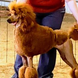 Izzy - Poodle