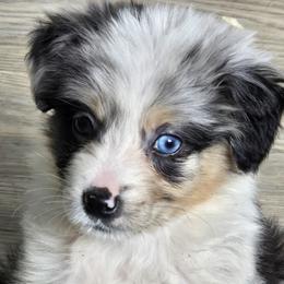 BLESSING - Blue merle female Australian Shepherd puppy in Albion, Michigan from Northern Lights Aussies (NL Aussies)