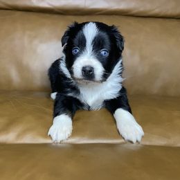 Caroline - Black & white female Miniature Australian Shepherd puppy in Brenham, Texas from Stone N Rose Kennels