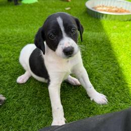 Nova - White and black female Xoloitzcuintli puppy in Manitowoc, Wisconsin from Wonderland Kennel