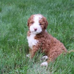 Lexi - Red female Bernedoodle puppy in Narvon, Pennsylvania from Mahlon's Bernedoodles