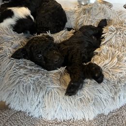 Purple - Black female Poodle puppy in Ponce De Leon, Florida from Above the Standard Dogs