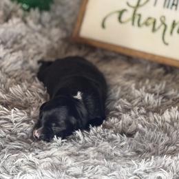 Dory - Black & white female Miniature Australian Shepherd puppy in California from Eagle River Aussies