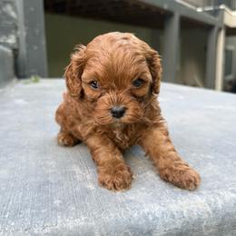 August - Red male Cavapoo puppy in Spanish Fork, Utah from Poseydoodle