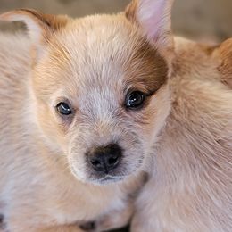 Australian Cattle Dog Puppies from Miller Australian Cattle Dogs