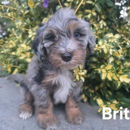 Britt - Blue merle female Bernedoodle puppy in Blackfoot, Idaho from Draper Mountain Doodles
