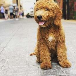 Goldendoodle Puppies from Doodle Devotion