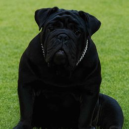 Silky - Bulldog
