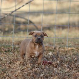 American Bully Puppies from Black Coal Bullies