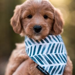 Gideon - Apricot male Goldendoodle puppy in Acton, Maine from Silver Pines Pups