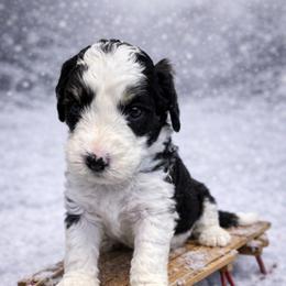 Lavendar collar - Black and white female Sheepadoodle puppy in Inman, South Carolina from Mossy Doodles LLC