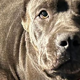 Rhea - Cane Corso