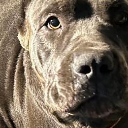 Rhea - Cane Corso