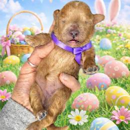 Peep (purple) - Red  female Goldendoodle puppy in Hot Springs, Arkansas from Hot Springs Kennels