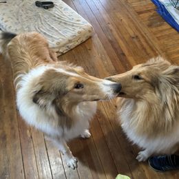 "Riley and Xilan" Basset Hound and Collie All Grown Up from Collegiate Bassets and Rheign Collies