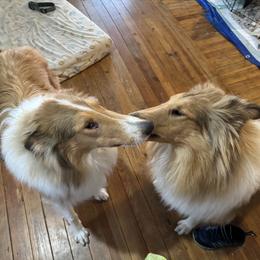 "Riley and Xilan" Basset Hound and Collie All Grown Up from Collegiate Bassets and Rheign Collies