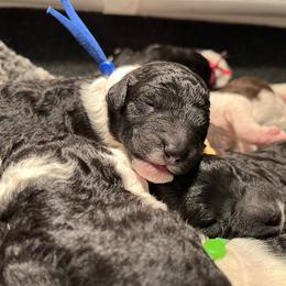 Blue - Parti male Poodle puppy in Wilkes Barre, Pennsylvania from Apricity Poodles