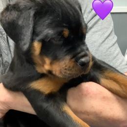 Rottweiler Puppies from Thomas Rotts