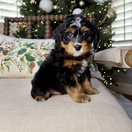 Henry - Tri-color male Bernedoodle puppy in Murray, Utah from Sun Valley Doodles
