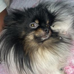 Mochi - Pomeranian