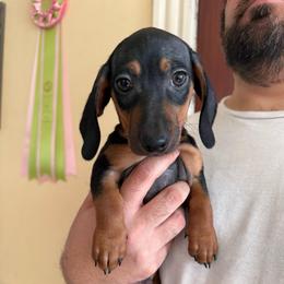 Gus Gus  (tweenie) - Black and tan male Dachshund puppy in North Providence, Rhode Island from Das Weinerhas Dachshunds