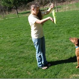 Rhodesian Ridgeback Puppies from ApacheRidge Ranch