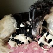 Borzoi Puppies from Spryfeat borzoi