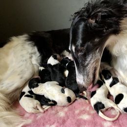 Borzoi Puppies from Spryfeat borzoi