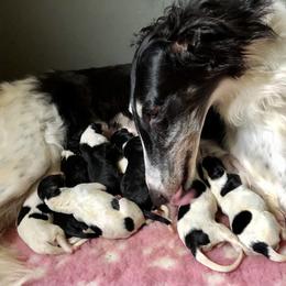Borzoi Puppies from Spryfeat borzoi