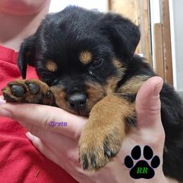Greta - Black and mahogany female Rottweiler puppy in Tangent, Oregon from Raya's Royals