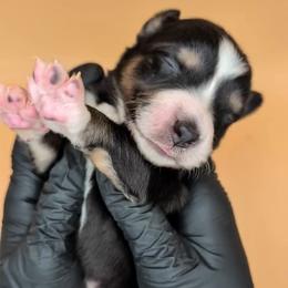 Remi4Girl2- BTF, LONG tail, blue eyes likely, CHIC-OFA-DNA-AKC Titled Parents - Black tri-color female Australian Shepherd puppy in South Hill, Virginia from Silverside Aussies LLC