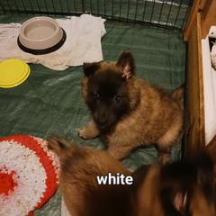 White collar - Mahogany and black female Belgian Tervuren puppy in Metamora, Michigan from Sherry's Time Flies Tervurens