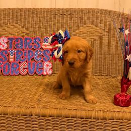 White collar - Dark golden female Golden Retriever puppy in Monroe, Tennessee from Golden Girls Furever Friends