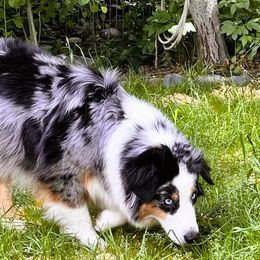 Tamaska - Australian Shepherd