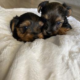 Rose - Black and gold female Yorkshire Terrier puppy in Surprise, Arizona from Blooming Beauties 🌼