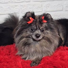 Zoe - Pomeranian