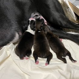 Boxer Puppies from Justified Boxers