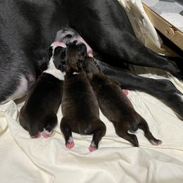 Boxer Puppies from Justified Boxers