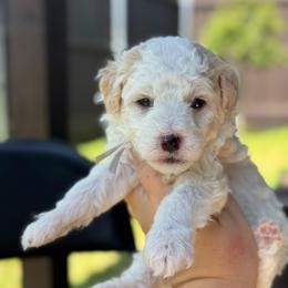 Sherbet - White male Sheepadoodle puppy in Wharton, Texas from Little Fur Friends