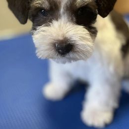 Miniature Schnauzers from Schnauzer Love