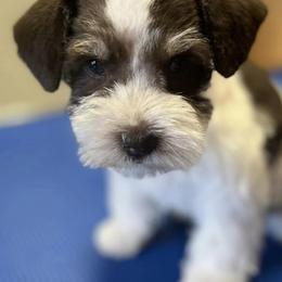 Miniature Schnauzers from Schnauzer Love